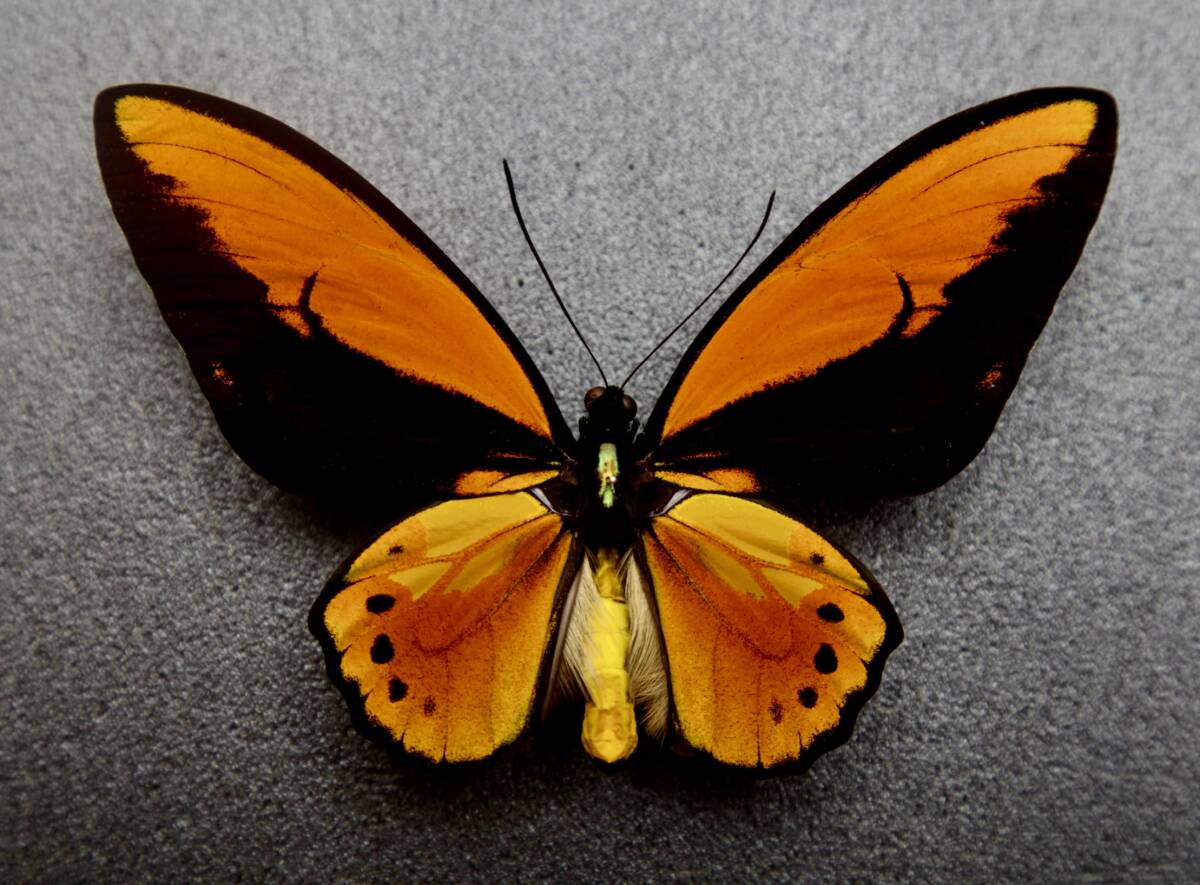 Yahoo!オークション -「メガネトリバネアゲハ」の落札相場・落札価格