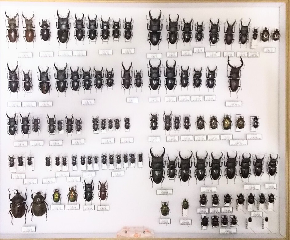 昆虫標本 テナガコガネ各種 クワガタモドキ 産地別コレクション研究用
