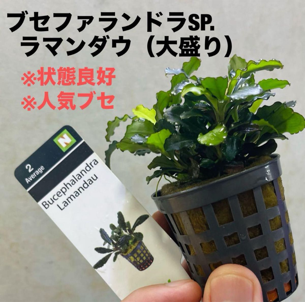 特 ブセファランドラSP よりどり3セット（良株） #ブセさかな屋