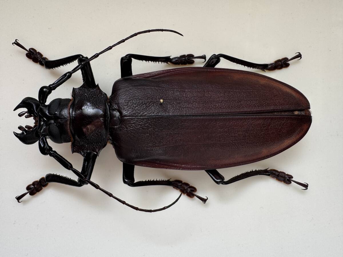 ツヤケシオニノコギリカミキリ 標本！大型！2 日本産カミキリムシ