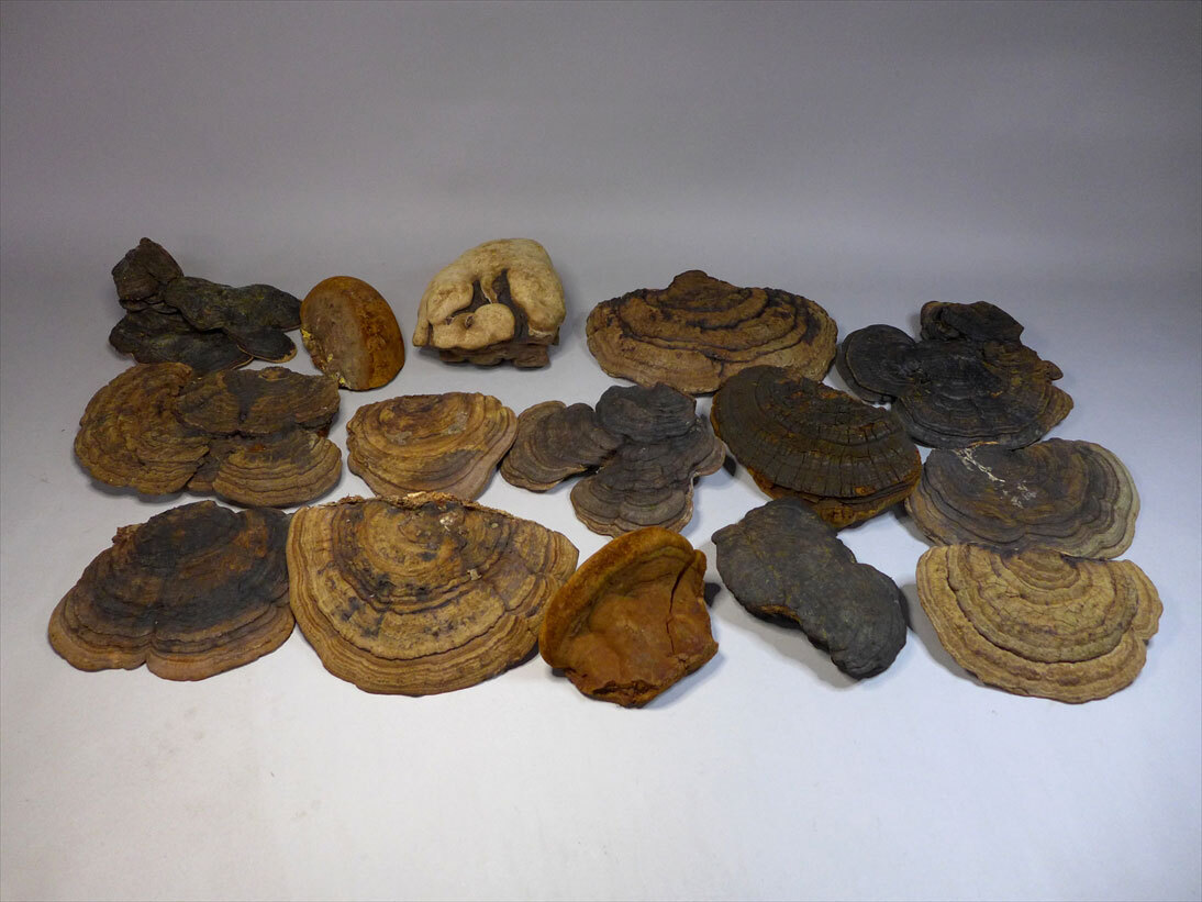 Yahoo!オークション -「サルノコシカケ」(科学、自然) の落札相場