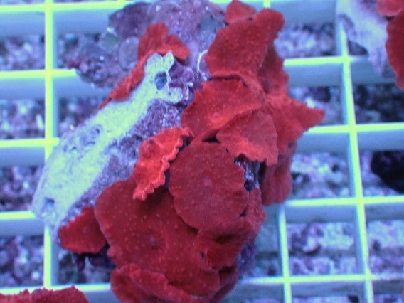 Yahoo!オークション -「ディスクコーラル レッド」の落札相場・落札価格