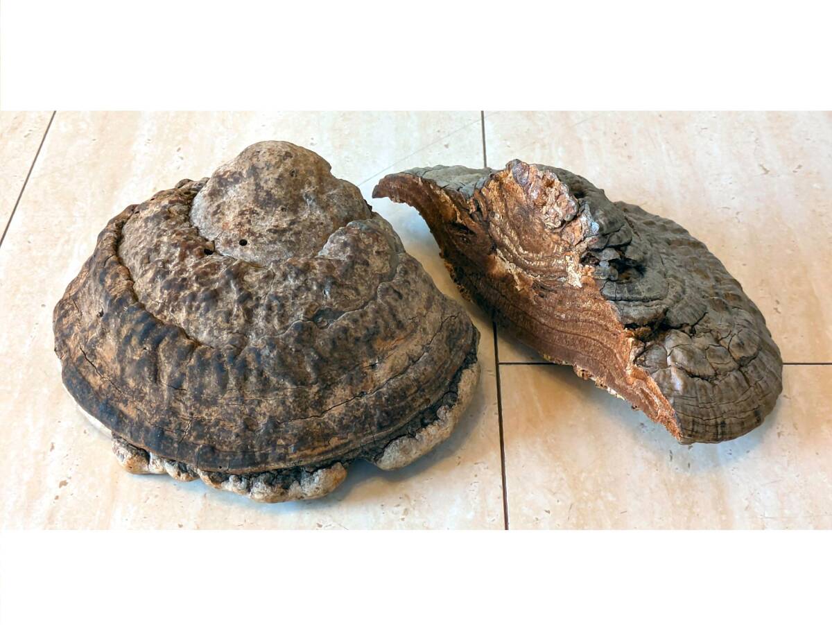 2026年最新】Yahoo!オークション -サルノコシカケの中古品・新品・未