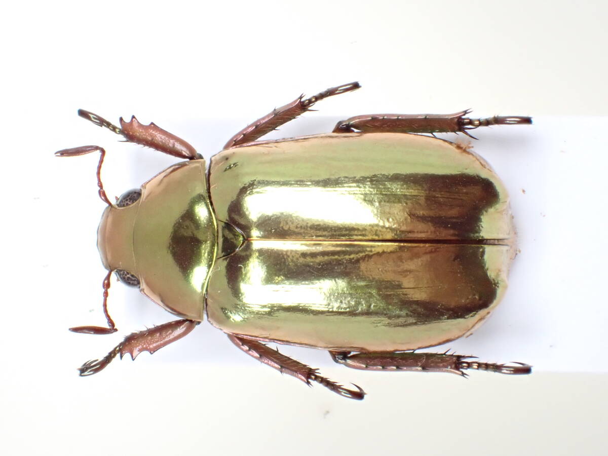 Yahoo!オークション -「プラチナコガネ」(虫類) の落札相場・落札価格