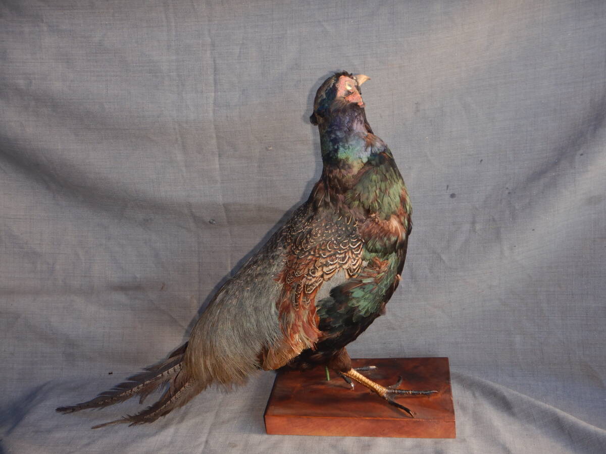 2026年最新】Yahoo!オークション -キジ 剥製の中古品・新品・未使用品一覧