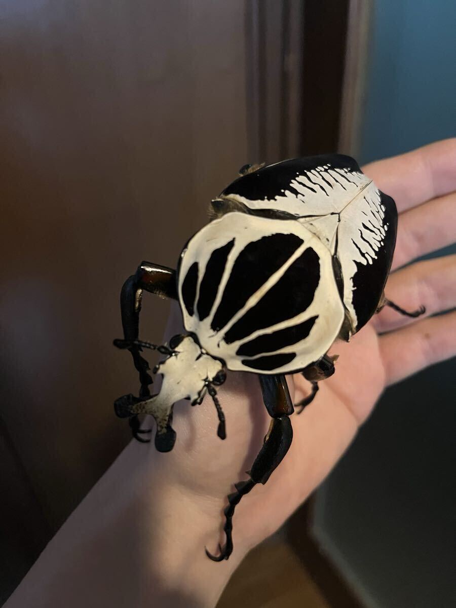 Yahoo!オークション -「ゴライアスオオツノハナムグリ」(ペット