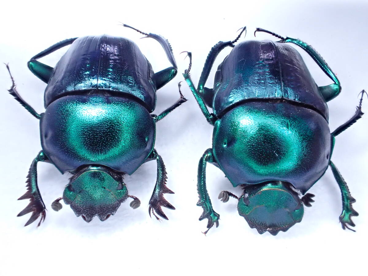 Yahoo!オークション -「タマオシコガネ」の落札相場・落札価格