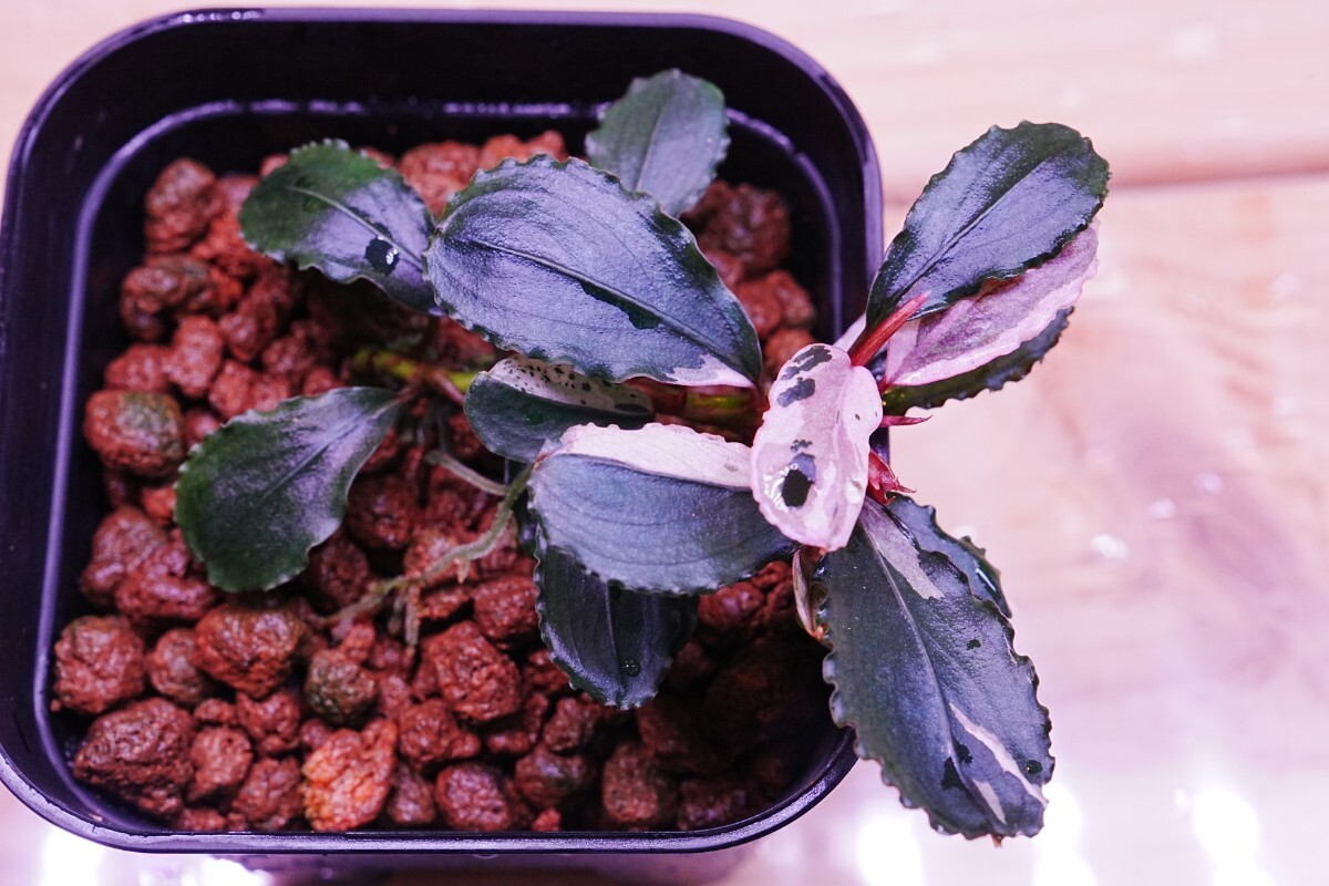 Yahoo!オークション -「バリエガータ」(その他) (水草)の落札相場