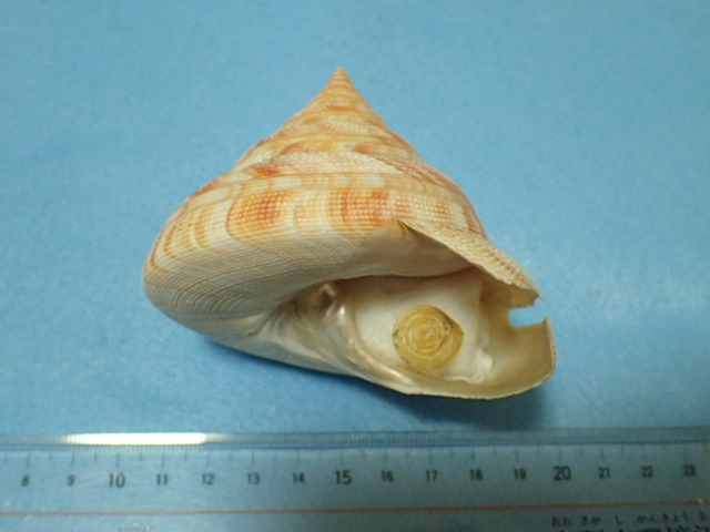 ➄-1貝標本ミナミノオキナエビス（蓋付） ➄-1貝標本ミナミノ