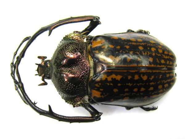 Yahoo!オークション -「ゲストロイテナガコガネ」の落札相場・落札価格