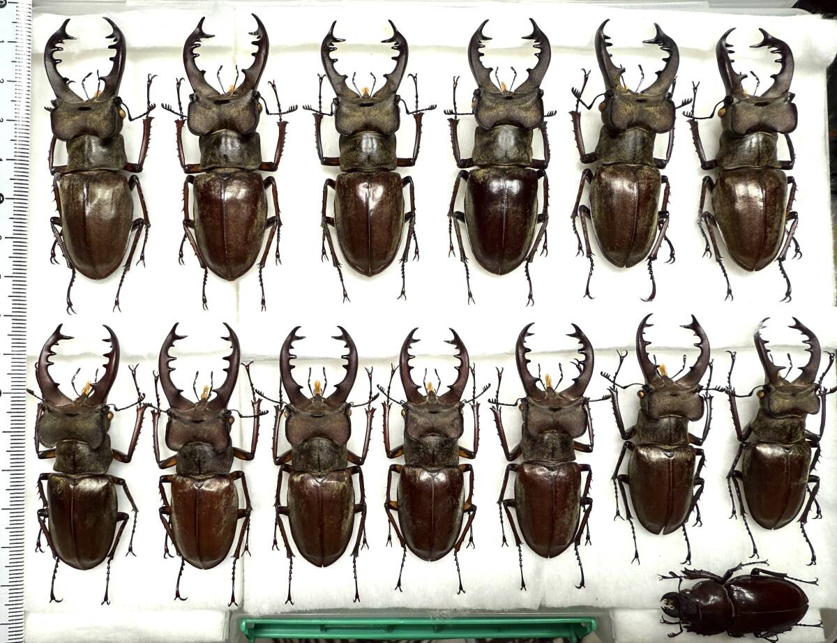 Yahoo!オークション -「ミヤマクワガタ標本」の落札相場・落札価格