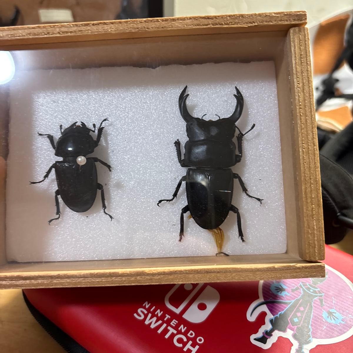 蝶標本 ロスチャイルドトリバネアゲハ 産地別コレクション 研究用 大型