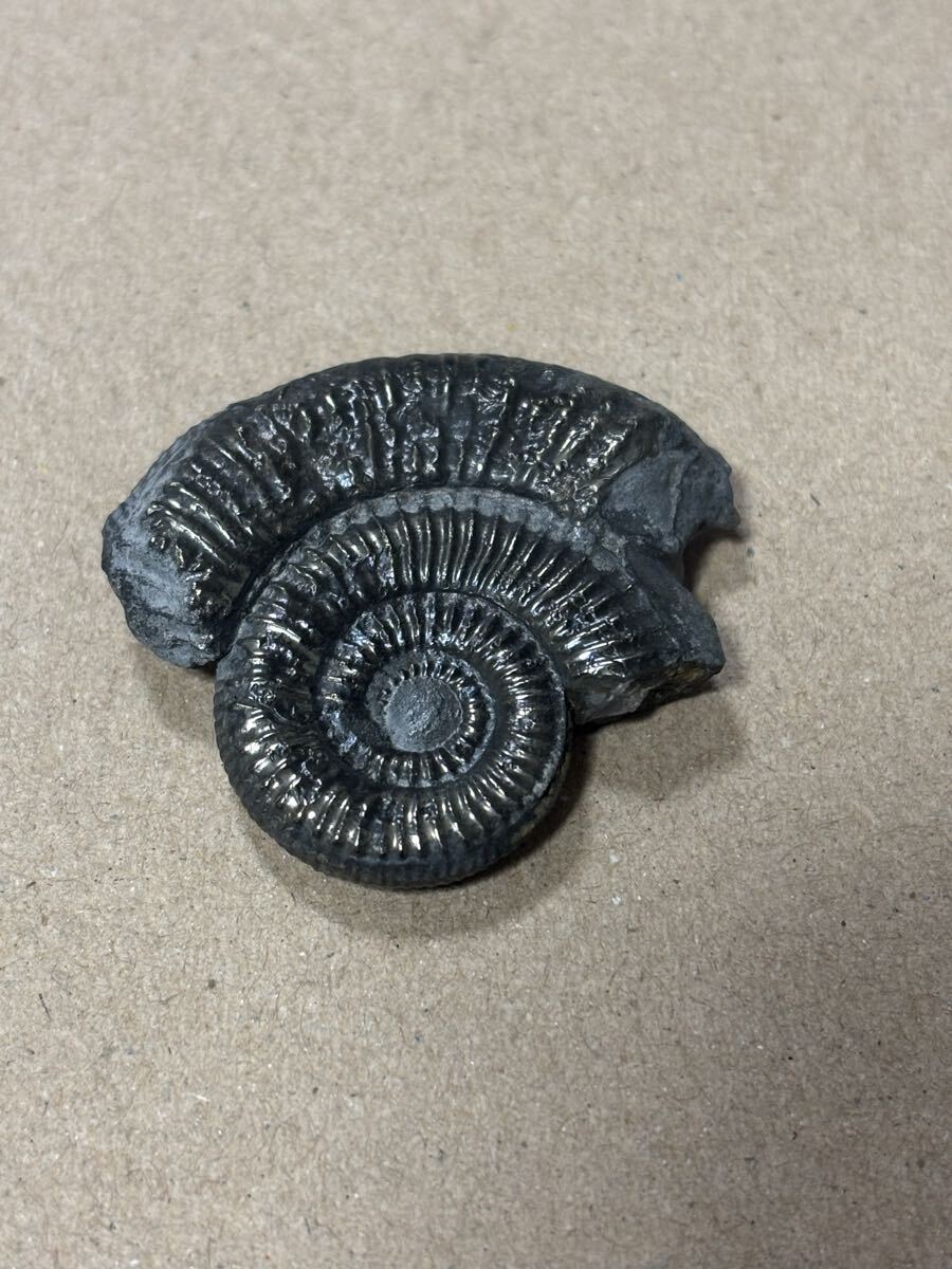 2026年最新】Yahoo!オークション -アンモナイト パイライトの中古品