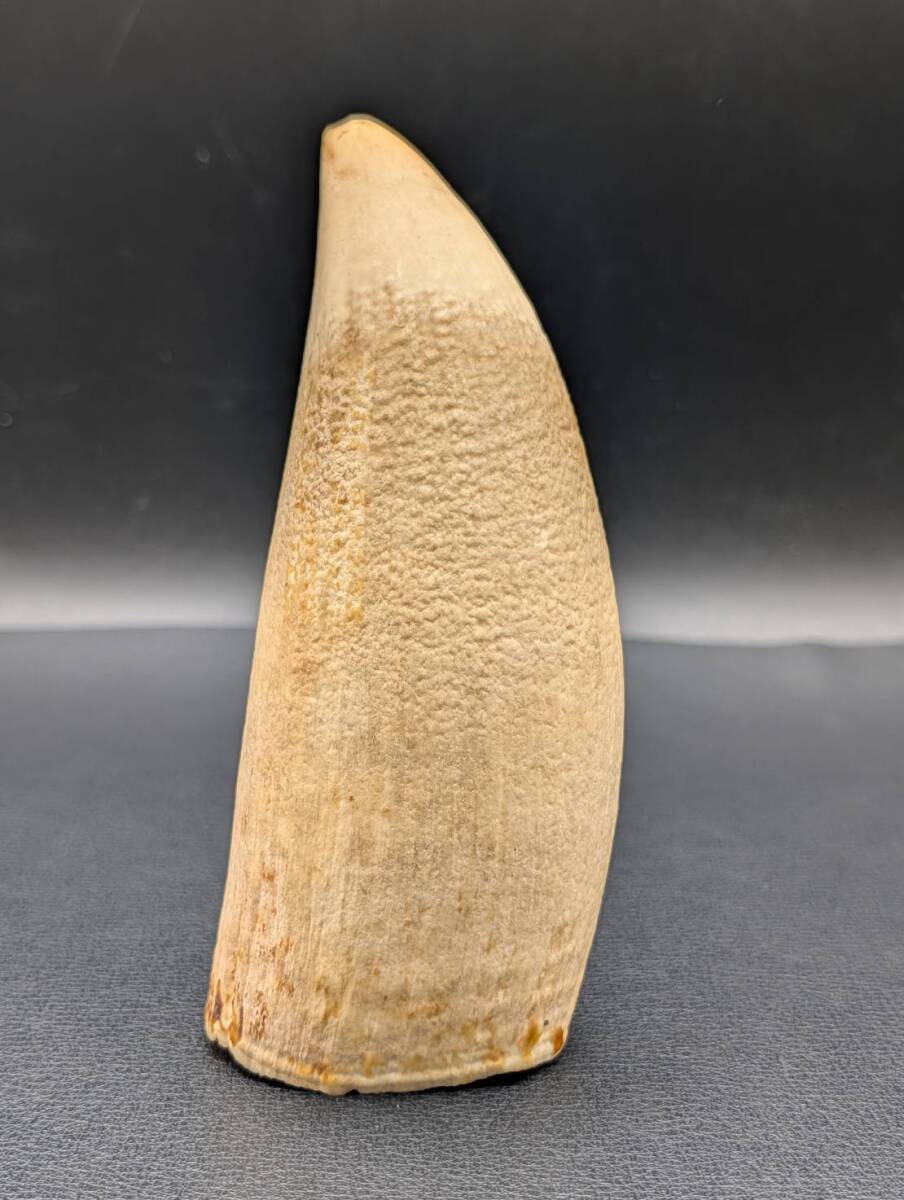 2026年最新】Yahoo!オークション -マッコウクジラの中古品・新品・未