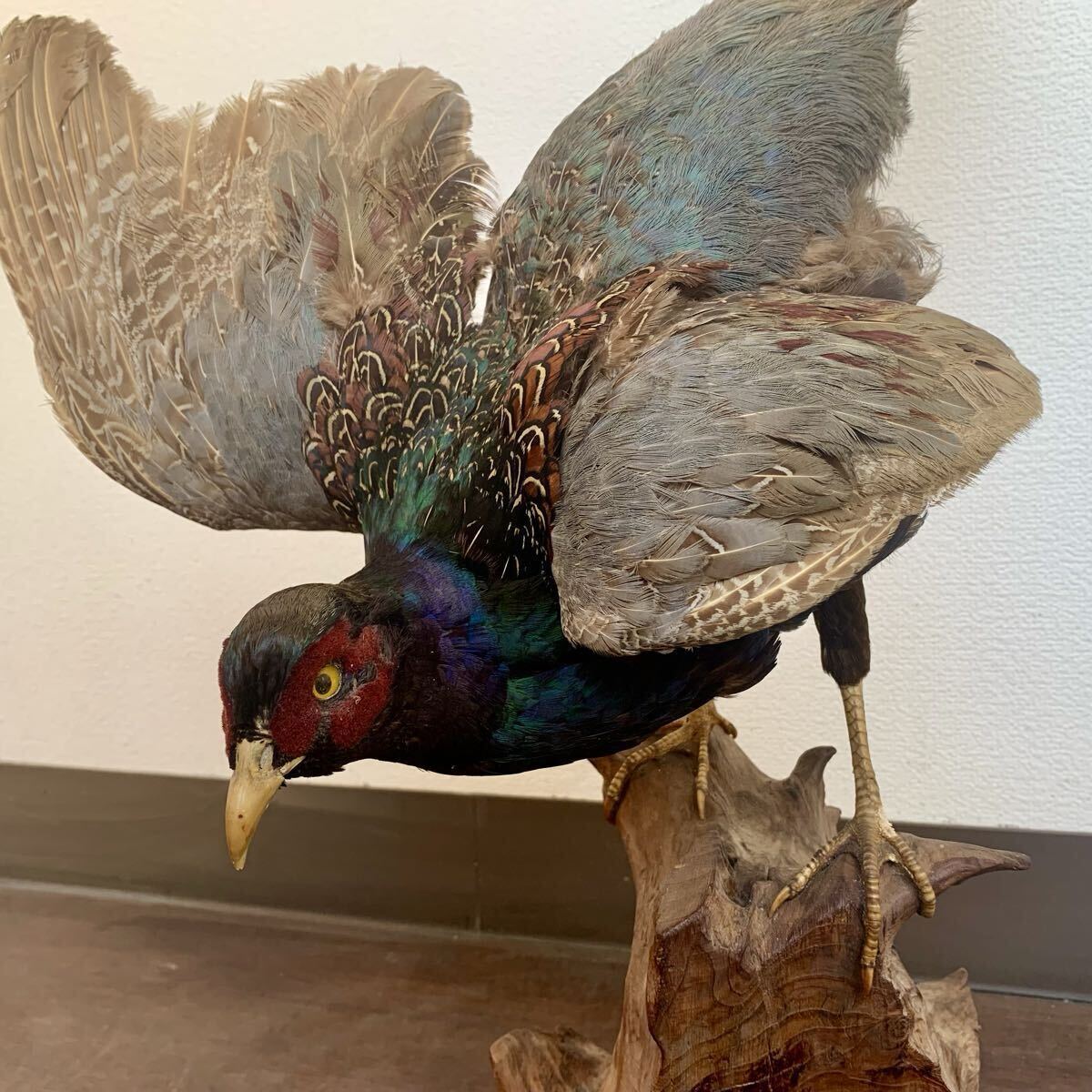 2026年最新】Yahoo!オークション -キジ 剥製の中古品・新品・未使用品一覧