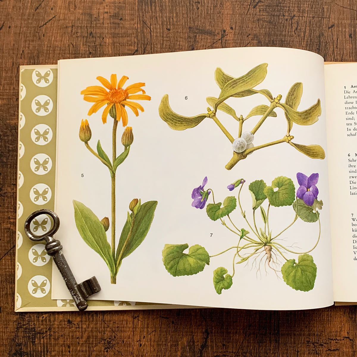 ドイツの古い植物図鑑(HEILPFLANZEN)/アンティーク ヴィンテージ 植物