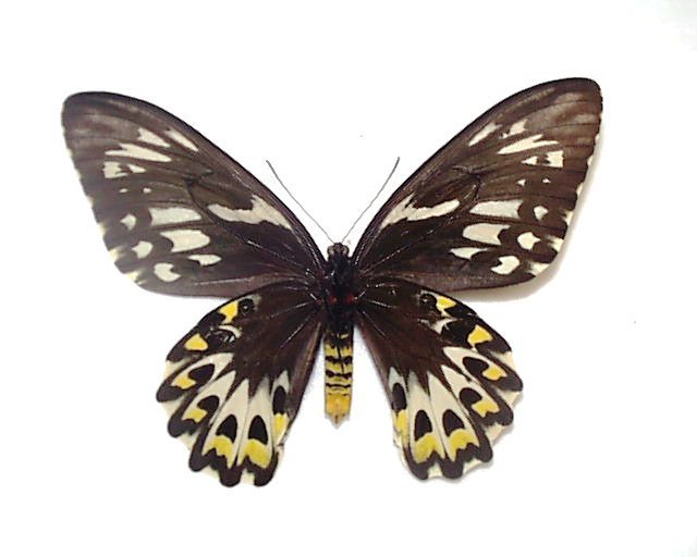 外国産蝶標本 メガネトリバネアゲハ A-♀ オーストラリア 産(虫類