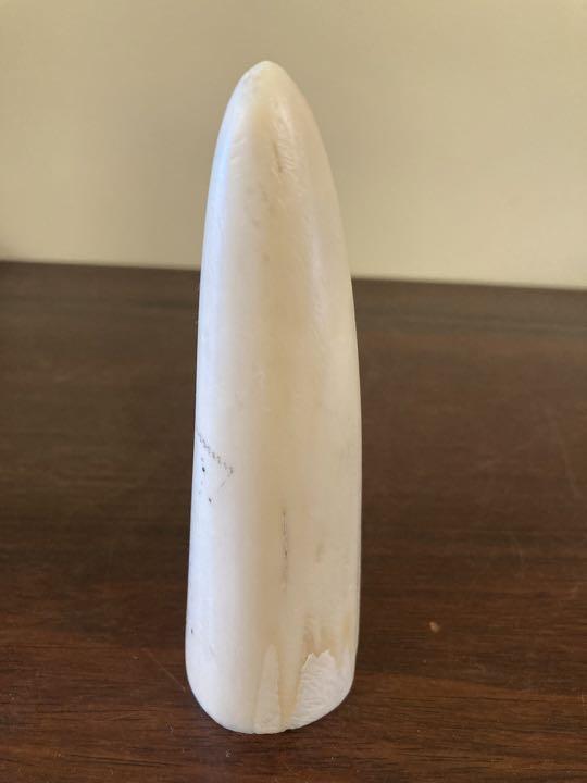 ノート013クジラと縄文人考古／市原歴史博物館 鯨の歯？海の歯？