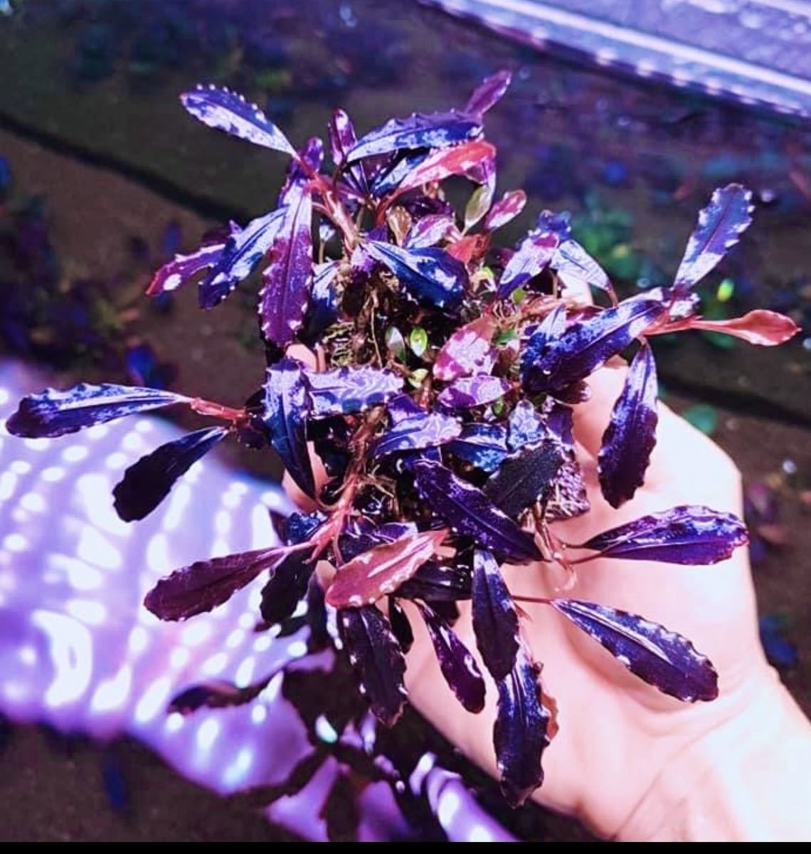 最も安い 水草 水草 ブセファランドラ sp Brownie Ghost 小16株 水草