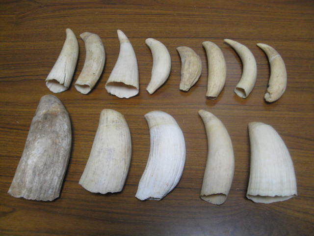 東*研様 希少マッコウクジラの歯置物