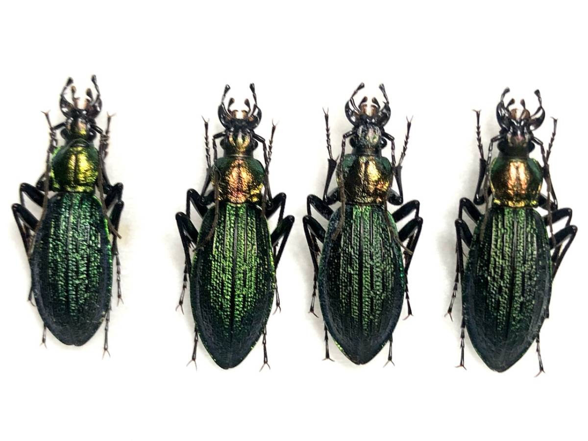 札幌発】ヒダカキンオサムシ アイヌキンオサムシ 昆虫標本 no.31