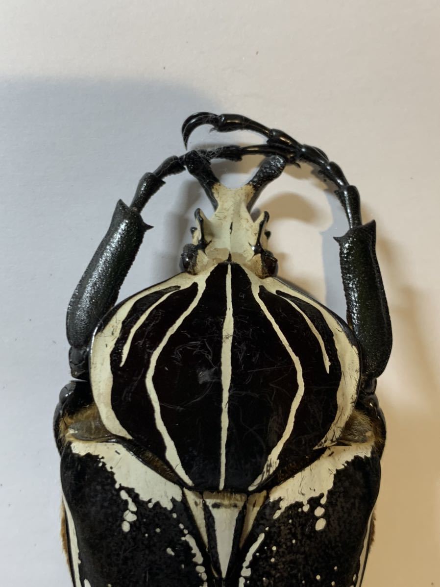 カメルーンゴライアスオオツノハナムグリ約90mm