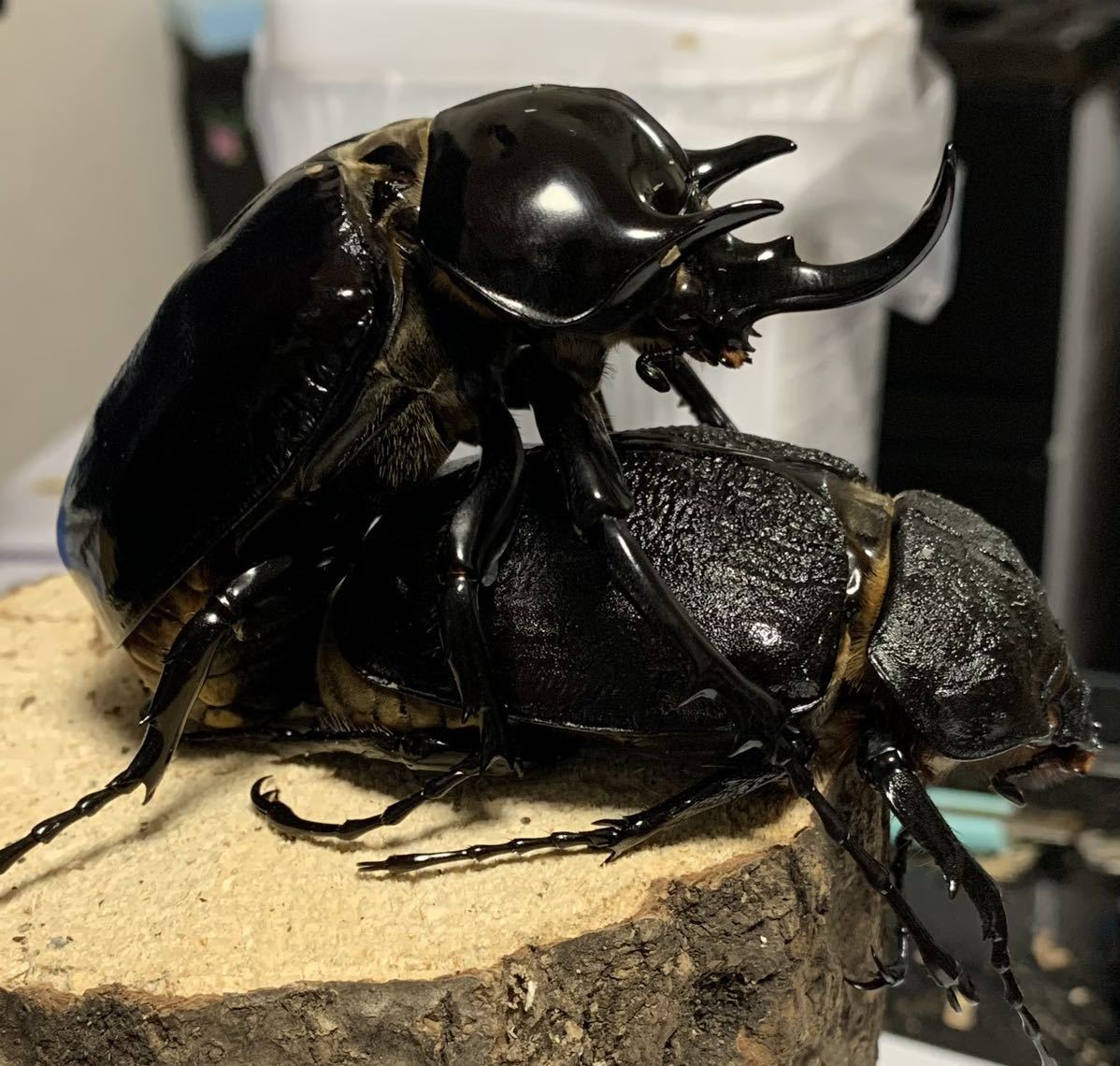 ヤヌスゾウカブト ゾウカブト ヤヌス・ヤヌス 標本 セット くわかぶ