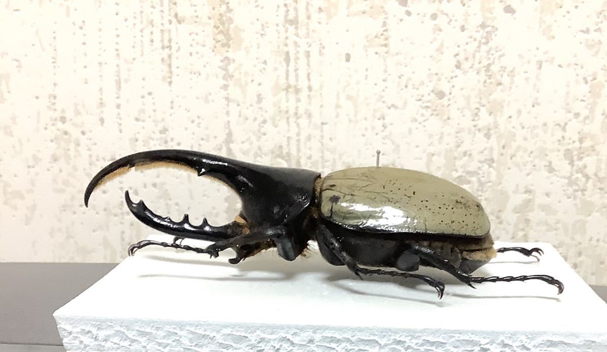 昆虫標本 ヘラクレス ヘラクレスオオカブト