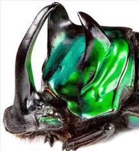 ダイコクコガネのYahoo!オークション(旧ヤフオク!)の相場・価格を見る