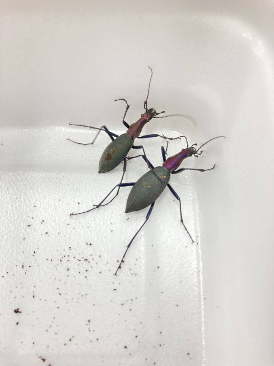 青森県産 美麗個体 キタマイマイカブリ キタカブリ ペア