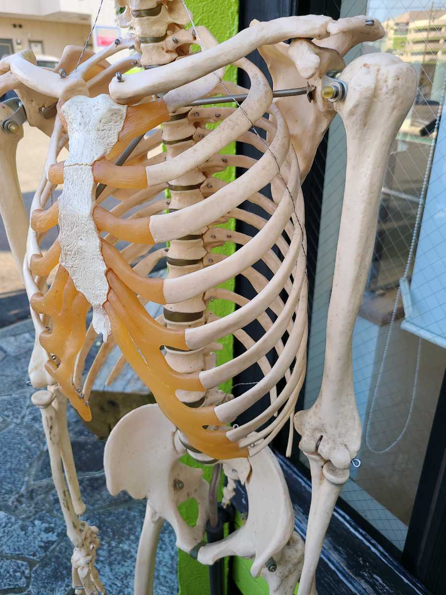 等身大 骨模型 3B 人体模型 ドイツ製 骸骨 骨格標本 オブジェ Amazon