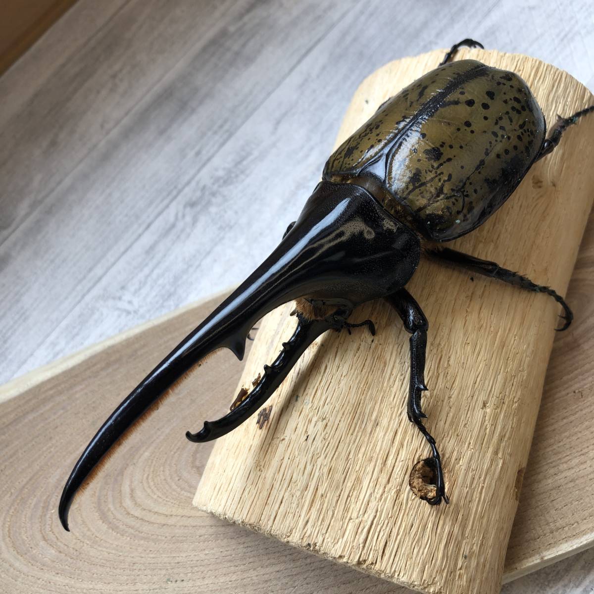 eastboy]DHヘラクレス ♂153mm ⁄ – HAWAIIAN 極太極短系統