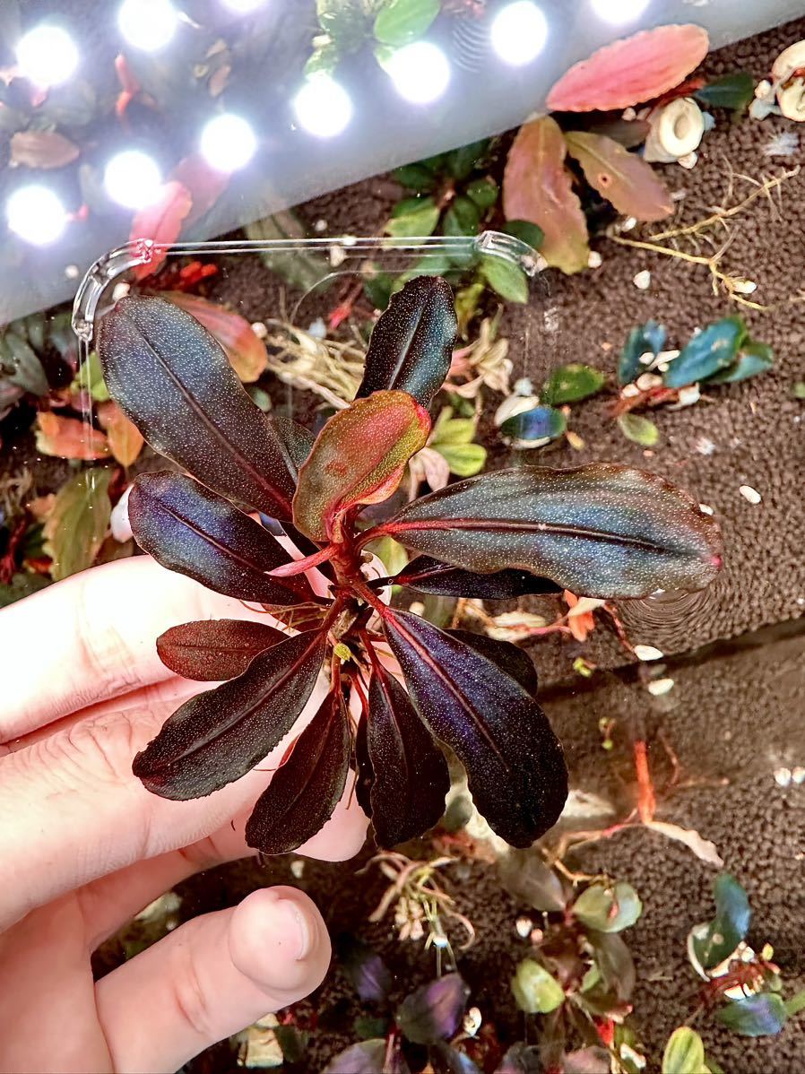 Bucephalandra sp. Neo 2015 ブセファランドラ