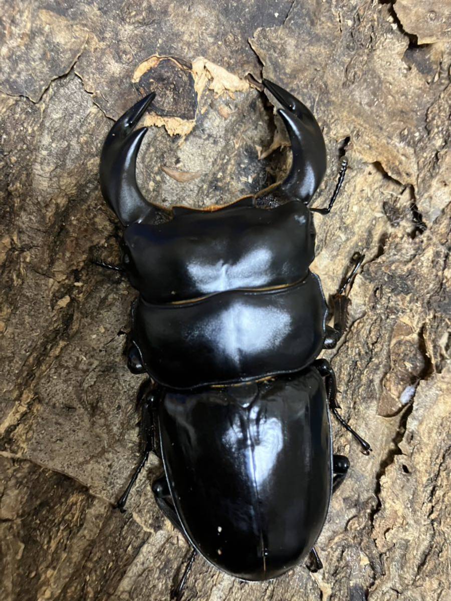 アンタエウスオオクワガタ89mmペア アンタエウスオオクワガタ ペア