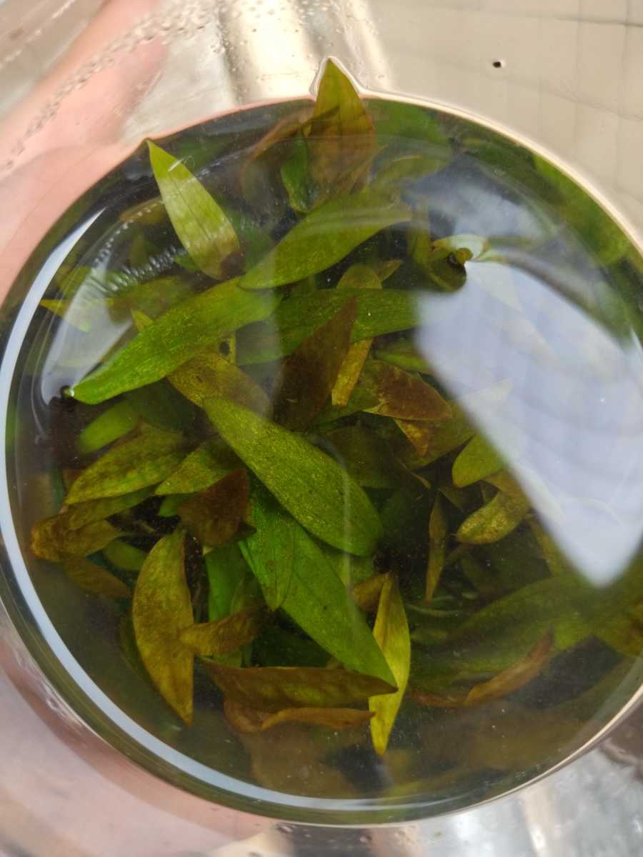 特価クリプトコリネ ストリオラータ ムアラワハウ TB便 特価