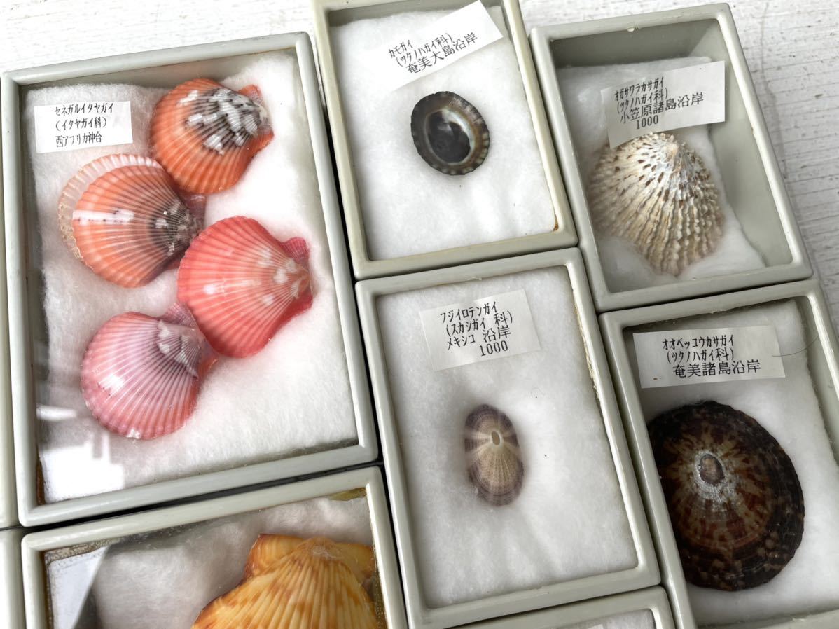 ○448676 コレクター放出品 未仕分 貝殻 標本まとめ売り 巻貝