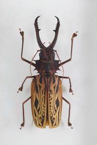 ペルー産オオキバウスバカミキリ 160mm