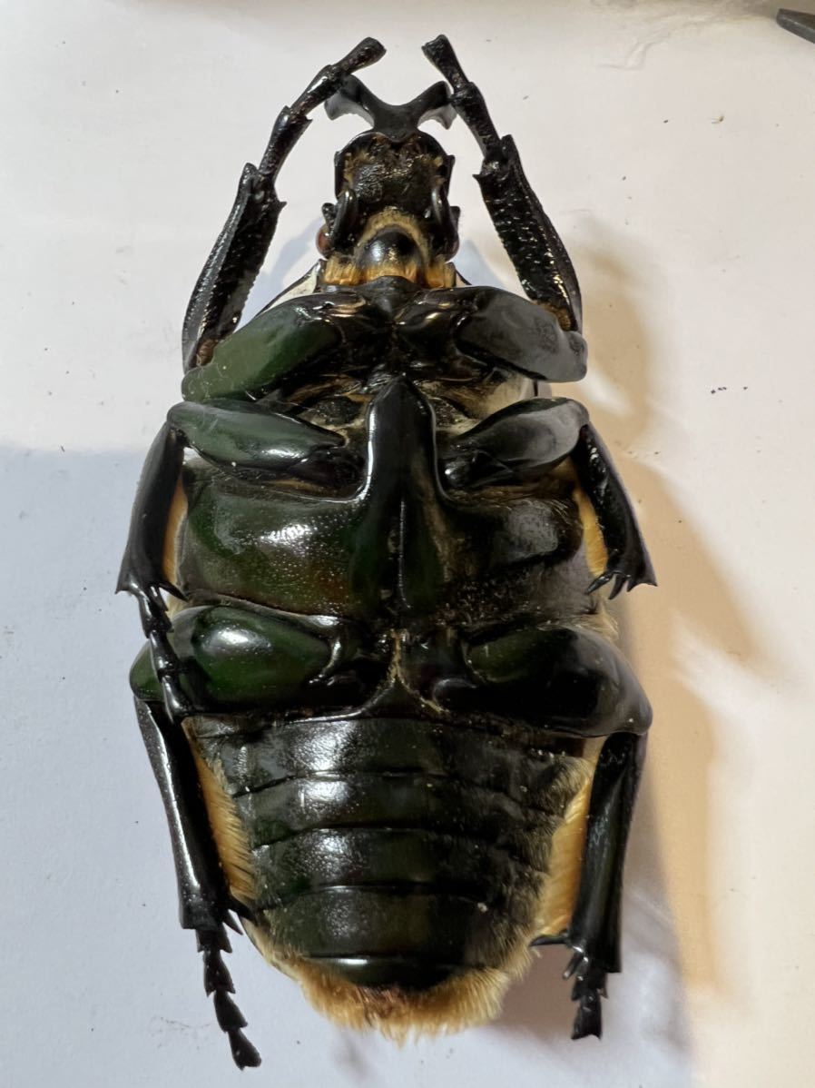 カメルーンゴライアスオオツノハナムグリ約90mm