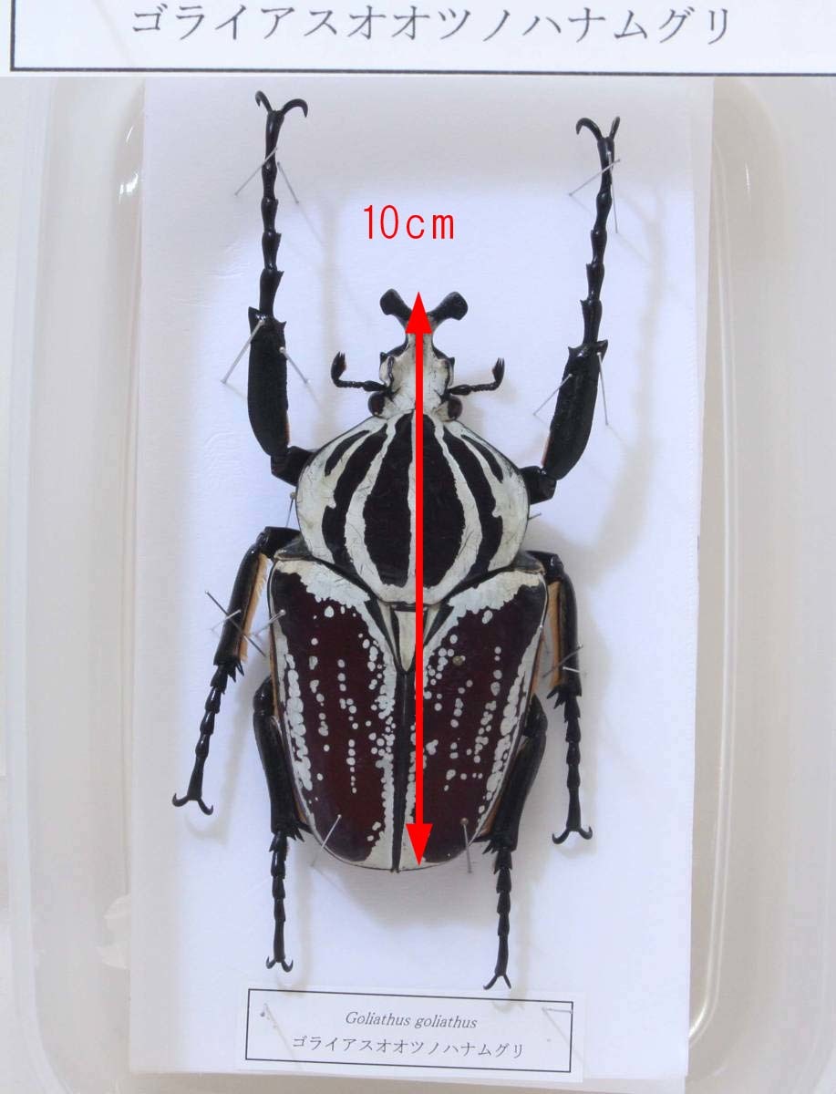 ゴライアスオオツノハナムグリ 標本 昆虫 約14.5cm