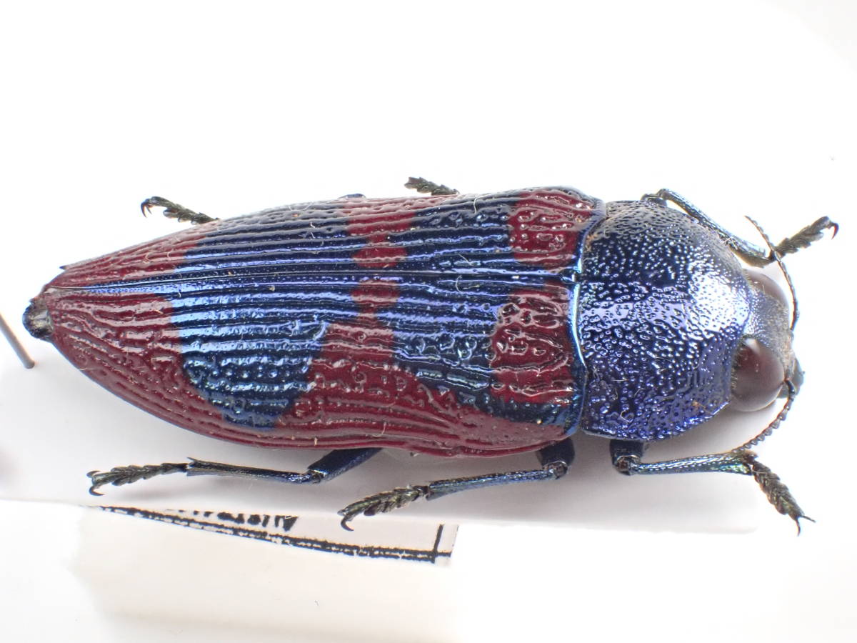 オーストラリアの ムカシタマムシ 3種セット オーストラリアの ムカシ