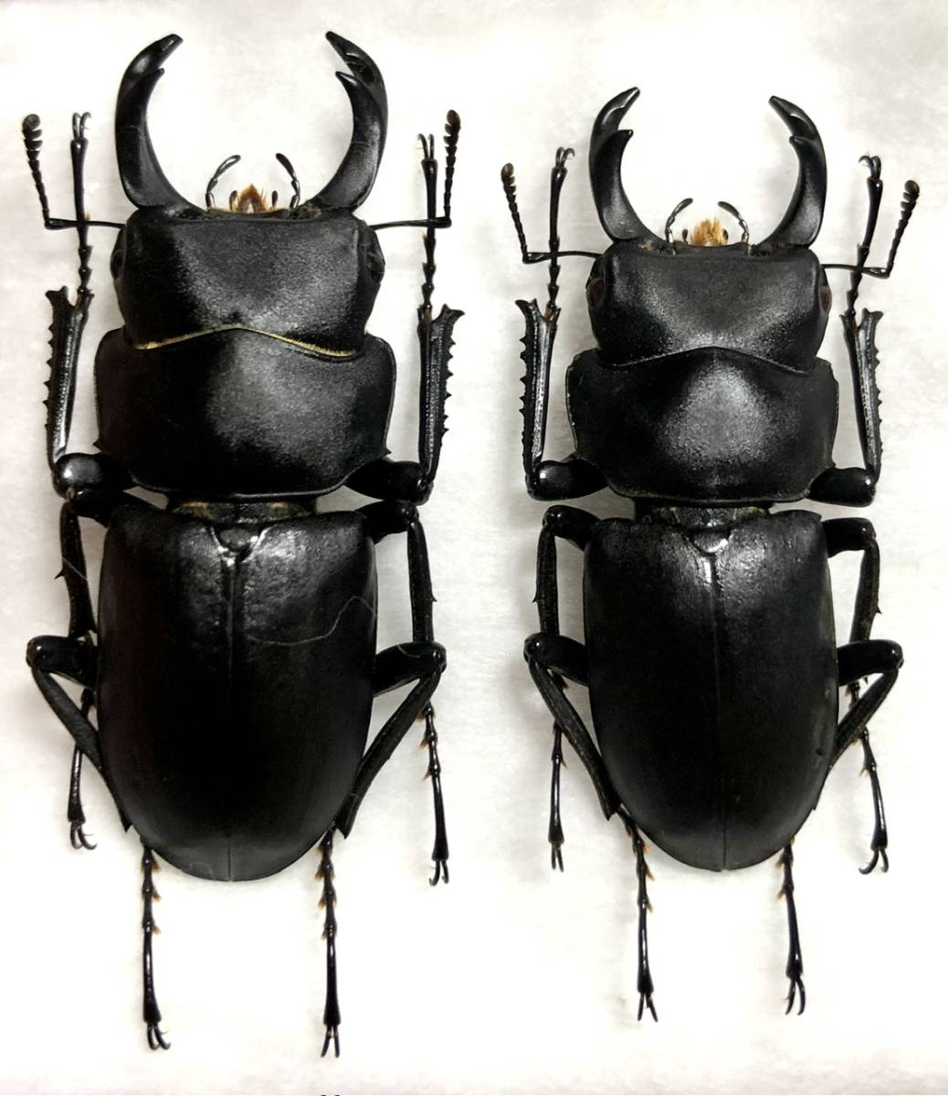 オオクワガタ♂73＋♀45（クワガタ標本） | オオクワ京都昆虫館