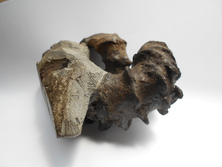 化石 骨格 標本 ジュラ紀 密巻きアンモナイト 希少種 化石 骨格 標本