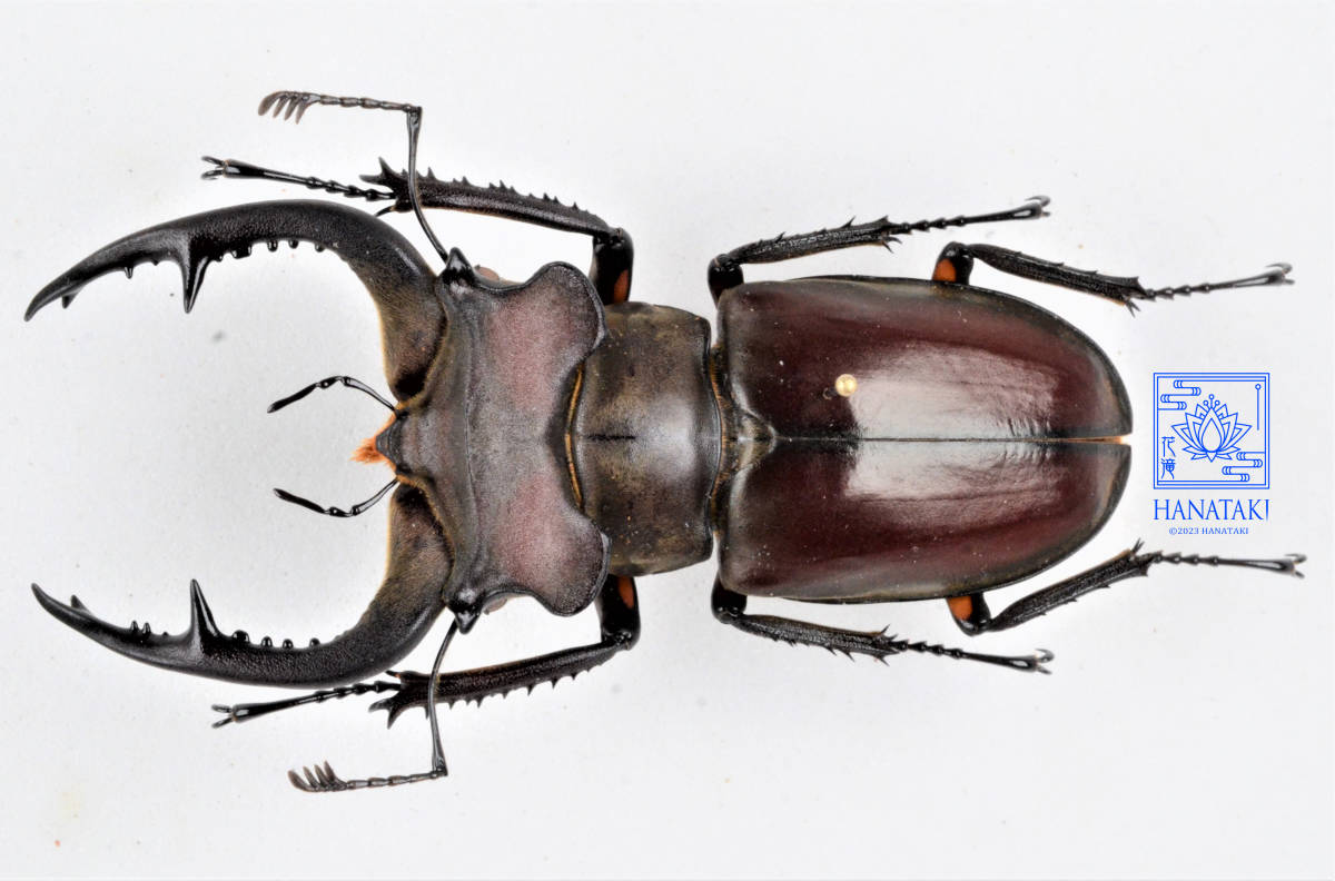 大型カンターミヤマクワガタ 標本 超貴重】カンターミヤマ羽化〜4年の