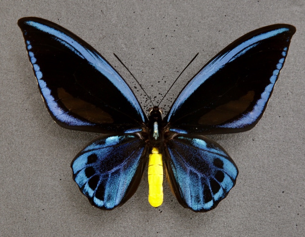 □外国産蝶標本 アオメガネトリバネアゲハ A～A-pair マライタ島 産