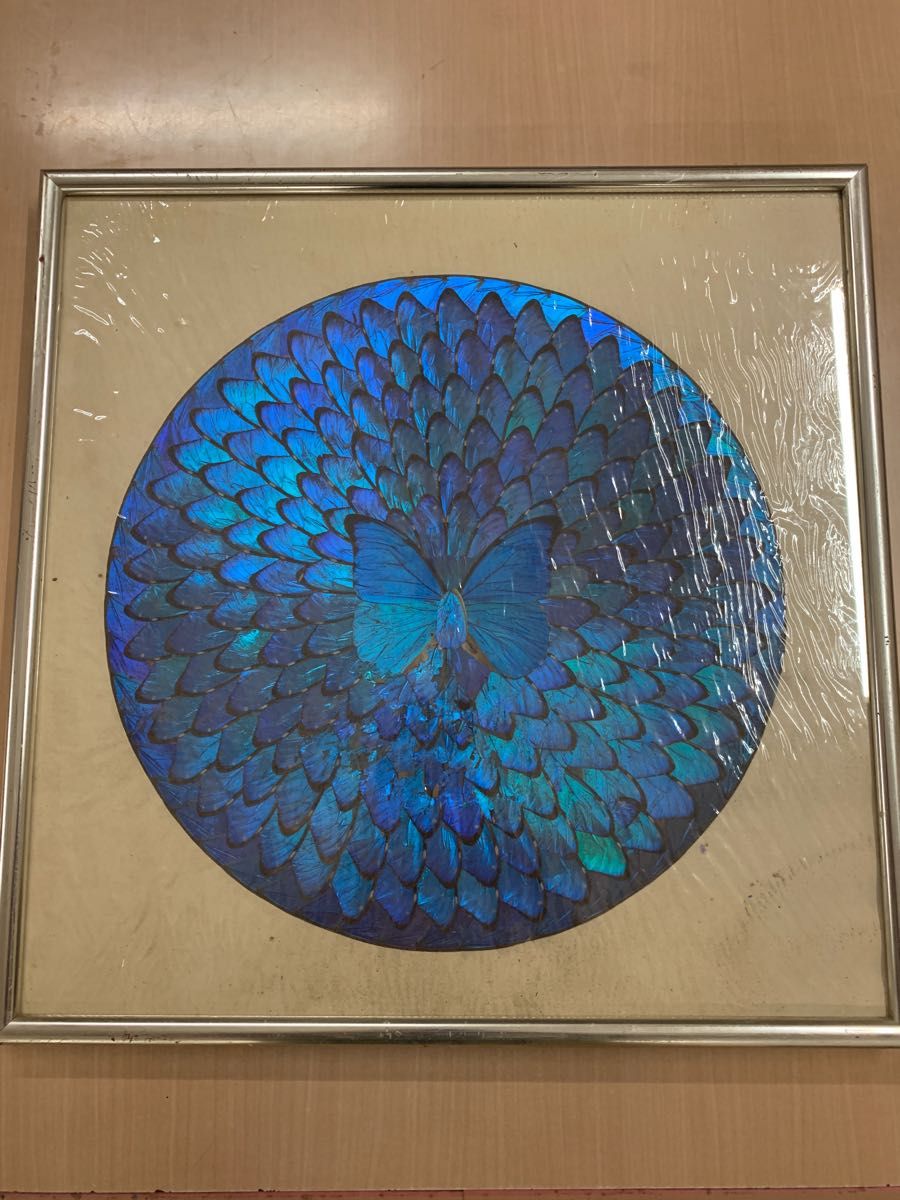 絵画】モルフォ蝶 額入り 昆虫標本 雑貨 額入り ブルーモルファ