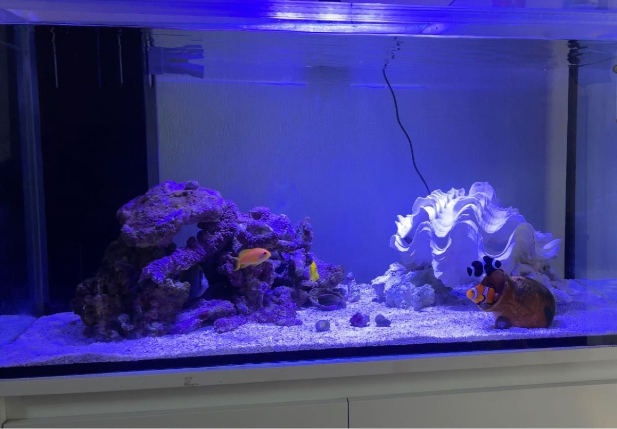 ライブロック サンゴ デスロック ② 約7kg 【楽天市場】ライブロックの通販