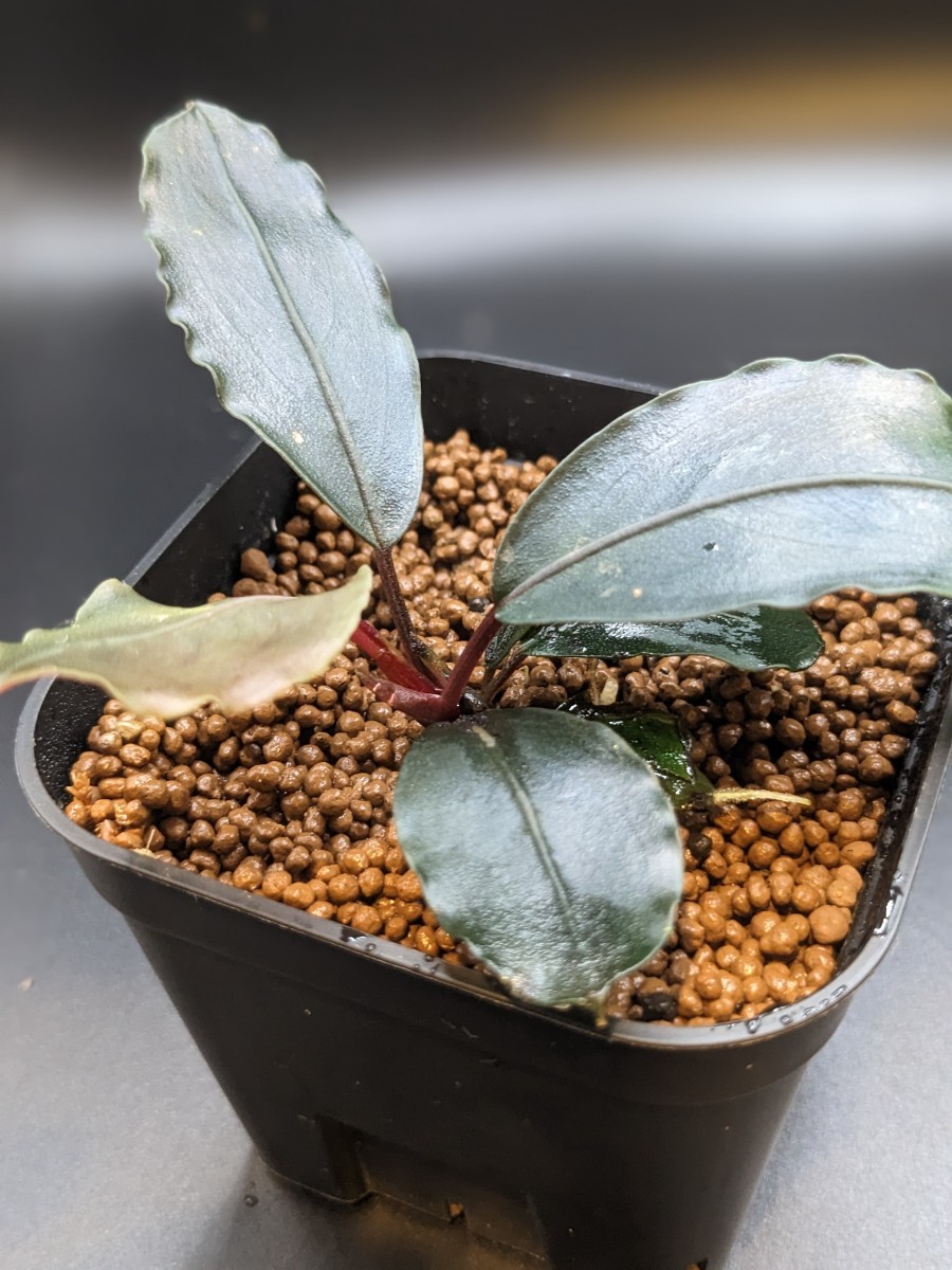 Bucephalandra sp Silver grey BUCEPHALANDRA Silver Gray