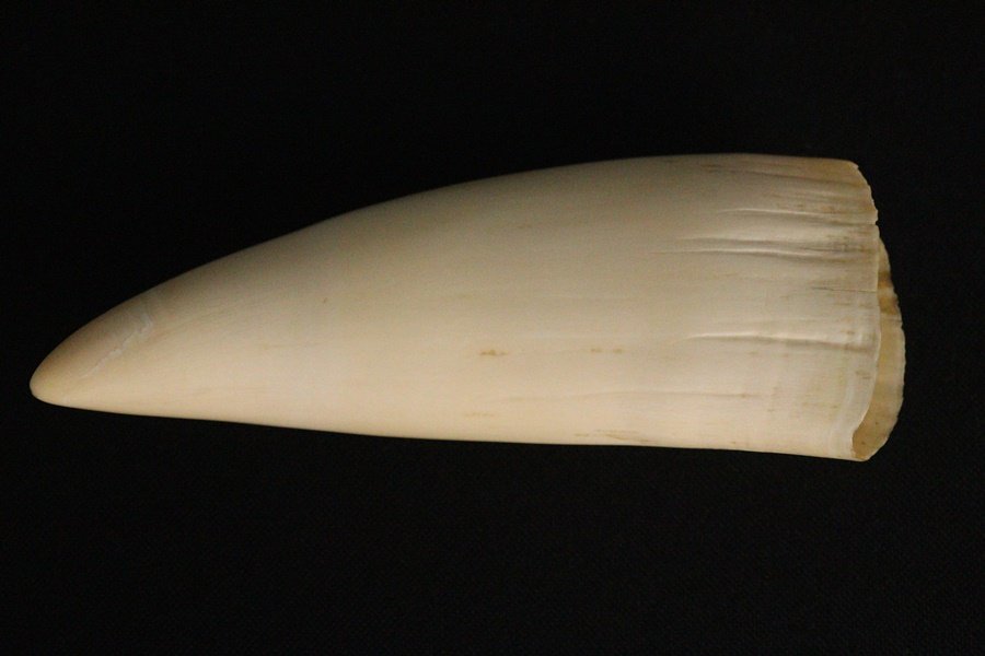 TB526古い鯨の牙全長17cm 369g◇歯/鯨歯/鯨牙/素材/根付/骨董/彫刻