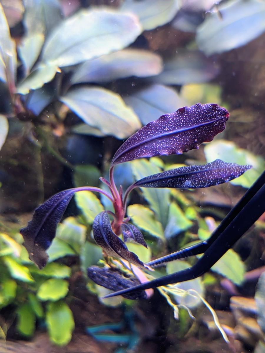 ブセファランドラ・ゴースト “ナカモト2011” 水上 ブセファランドラsp