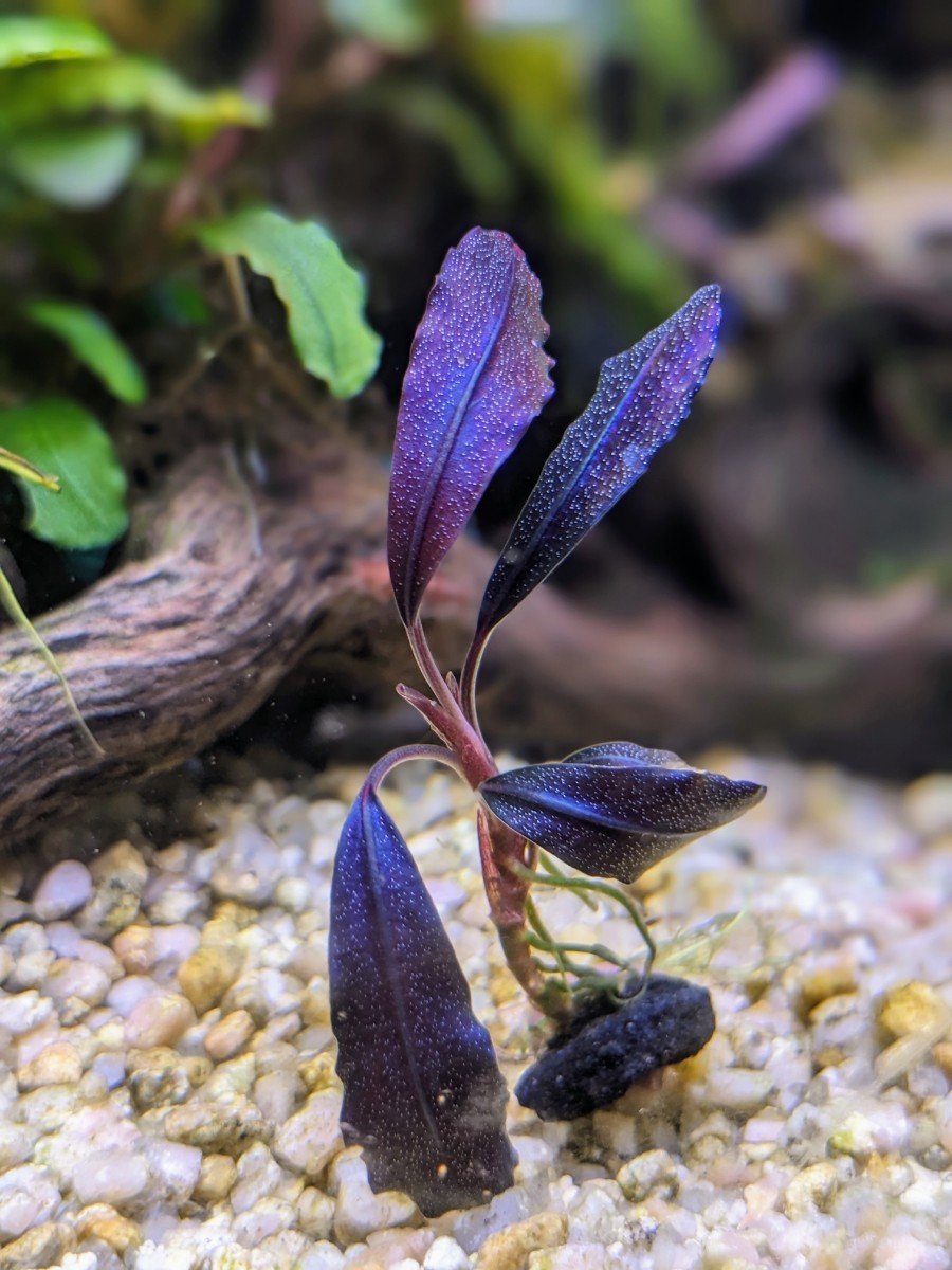 ブセファランドラsp Browie ghost 2011-2012 nakamoto 完全水中葉 №4